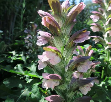 Acanthus hungaricus 8 flower