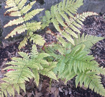 Dryopteris erythrosora 'Brilliance' 19