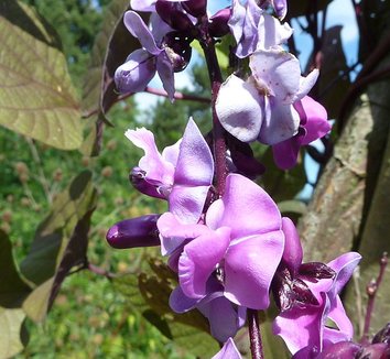 Lablab purpureus 1 flower