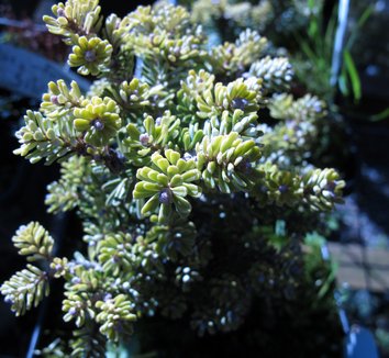 Abies koreana 'Silber Mavers' 6