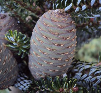 Abies koreana 'Horstmann's Silberlocke' 8 cones