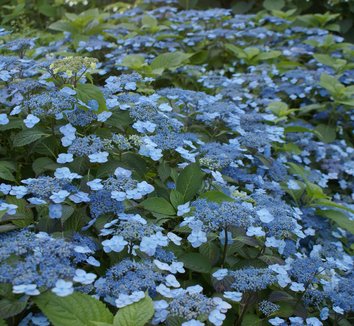 hydrangea serrata blue billow hydrangea macrophylla ssp serrata blue billow hydrangea hydrangea serrata blue billow hydrangea macrophylla ssp serrata blue billow hydrangea