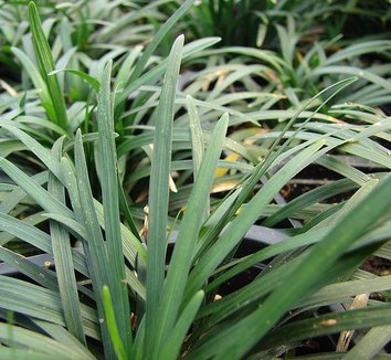 Ophiopogon japonicus 'Nanus' 2