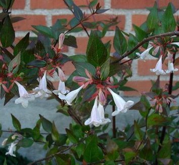 Abelia x grandiflora 5 flower