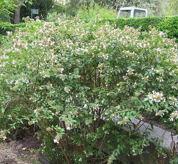 Abelia x grandiflora 4 flower, form