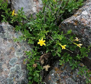 Jasminum fruticans 1 flower