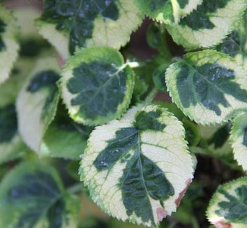  39;Miranda39;  Hydrangea anomala ssp. petiolaris 39;Mirranda39;