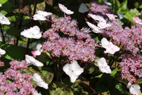 Hydrangea serrata 39;Beni Gaku39;  Hydrangea serrata 39;BeniGaku39;