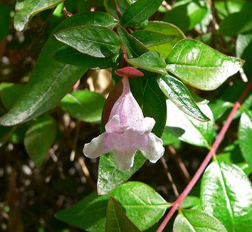 Abelia x grandiflora 'Edward Goucher' 11 flower