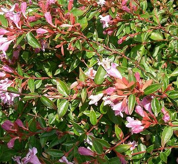 Abelia x grandiflora 'Edward Goucher' 10 flower