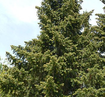 Abies bracteata 1 form