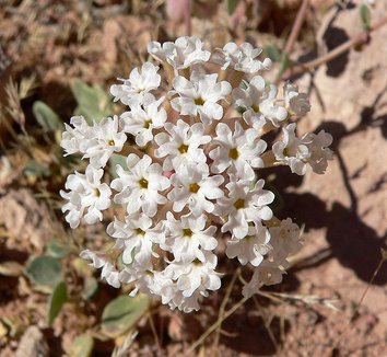 Abronia turbinata 2 flower