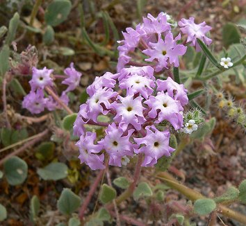 Abronia villosa 3 flower
