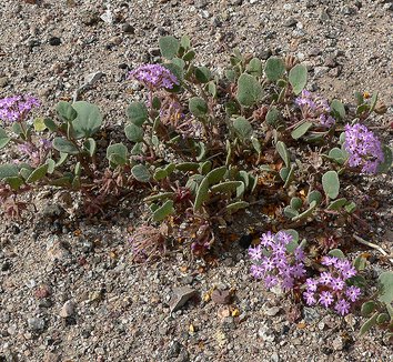 Abronia villosa 2 flower, form
