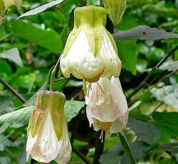 Abutilon 'Patricia' 2 flower