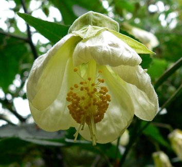 Abutilon 'Patricia' 1 flower