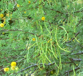 Acacia constricta 1 flower
