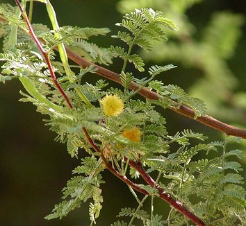 Acacia constricta 4 flower