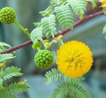 Acacia constricta 5 flower