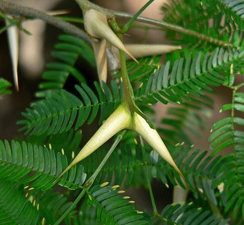 Acacia cornigera 2