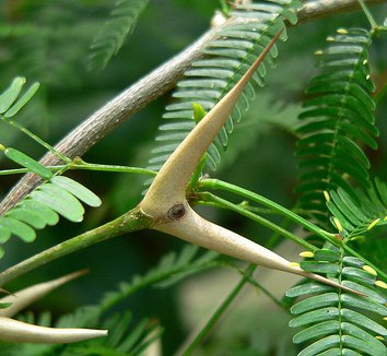 Acacia cornigera 1