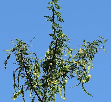 Acacia greggii 8