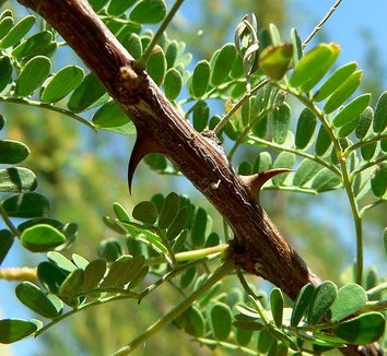 Acacia greggii 7