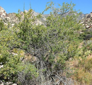Acacia greggii 6 form