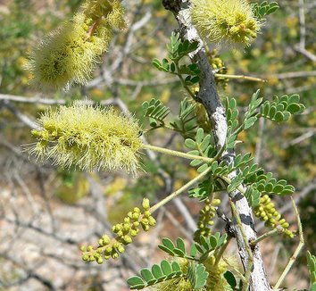 Acacia greggii 5 flower