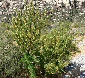 Acacia greggii 4 flower, form