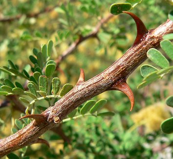 Acacia greggii 3