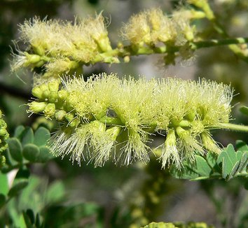 Acacia greggii 2 flower
