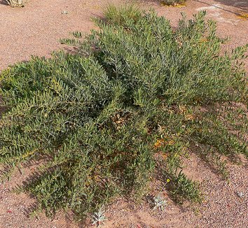 Acacia redolens 1 form