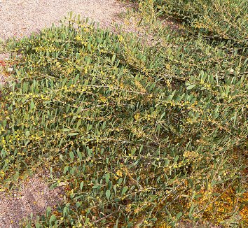 Acacia redolens 2