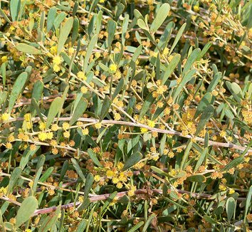 Acacia redolens 3 flower