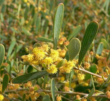 Acacia redolens 4 flower