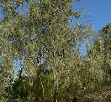 Acacia stenophylla 1 form