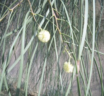 Acacia stenophylla 5 flower