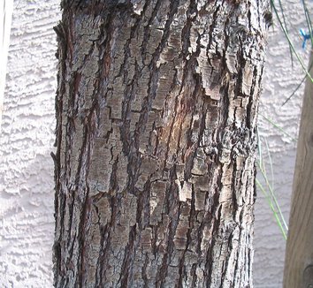Acacia stenophylla 6