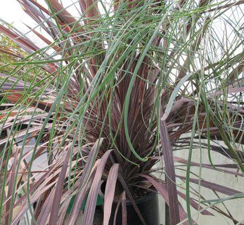 Acacia stenophylla 9