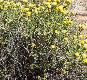 Acamptopappus sphaerocephalus 1 flower, form