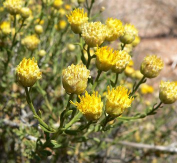 Acamptopappus sphaerocephalus 2 flower