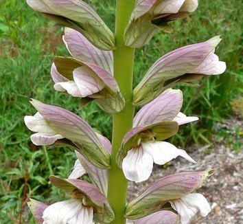 Acanthus spinosus 2 flower
