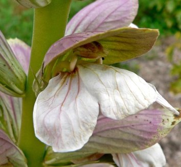 Acanthus spinosus 3 flower