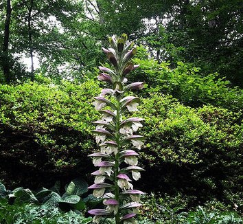 Acanthus spinosus 17 flower