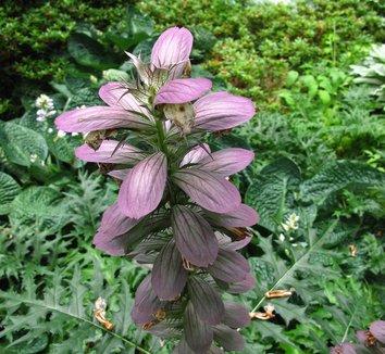 Acanthus spinosus 18 flower