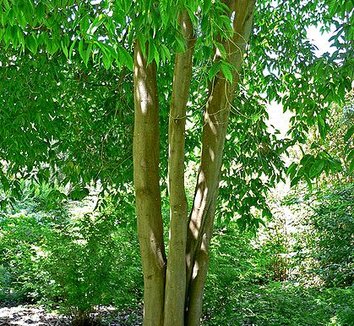 Acer laevigatum 3