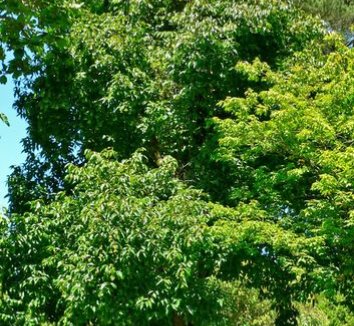 Acer laevigatum 2 form