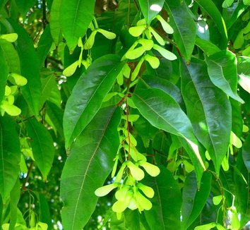 Acer laevigatum 1