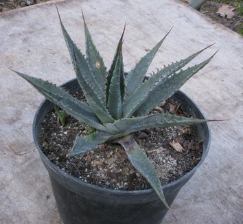 Agave mckelveyana 1 form